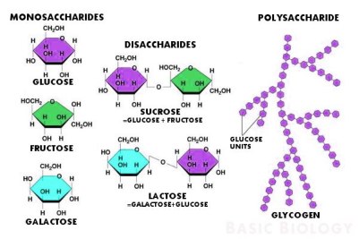 MOLECULES OF LIFE: Molecular Biology WorkShop