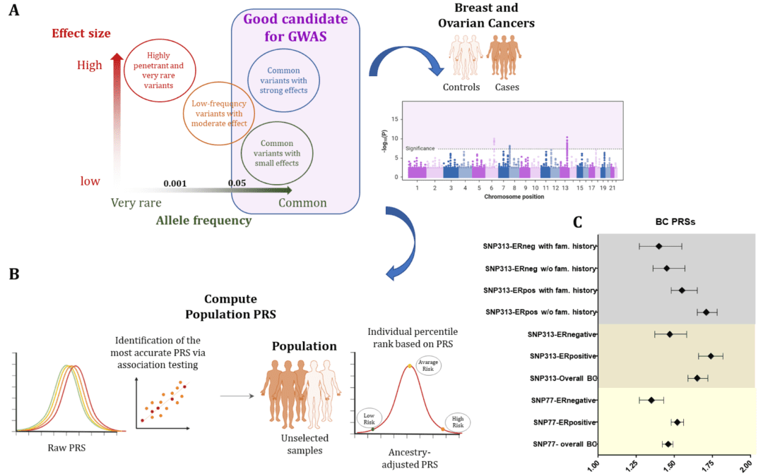 Proteins and breast cells: What happens when they meet.